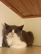 NILS, Katze, Europäisch Kurzhaar in Pirna