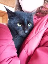 NIK, Katze, Europäisch Kurzhaar in Pirna