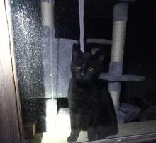 NEO, Katze, Europäisch Kurzhaar in Pirna