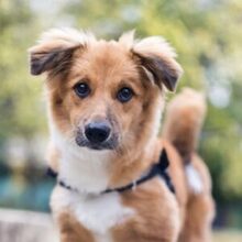 TOMBY, Hund, Mischlingshund in Emmendingen