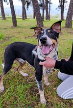 SNIKER, Hund, Mischlingshund in Griechenland