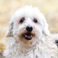 HATCHI, Hund, Malteser-Mischling in Rumänien