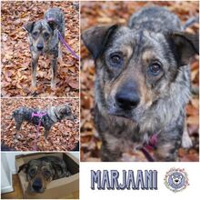 MARJAANI, Hund, Mischlingshund in Duisburg