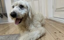 BERTIL, Hund, Ciobanesc Romanesc Mioritic-Mix in Oststeinbek