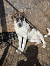 MANGO, Hund, Mischlingshund in Rumänien