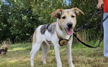 PAULA, Hund, Mischlingshund in Bochum