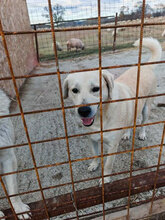 KNUT, Hund, Labrador Retriever in Rumänien