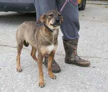 MAUI, Hund, Mischlingshund in Bulgarien
