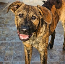 PIETRO, Hund, Mischlingshund in Italien