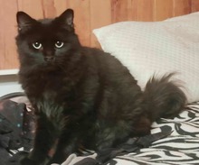 KIBOU, Katze, Langhaarkatze in Spanien