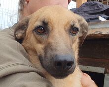 MIRO, Hund, Mischlingshund in Rumänien