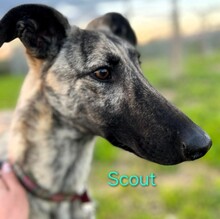 SCOUT, Hund, Galgo Español-Mix in Ihlow