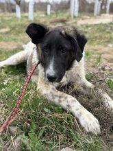 ERNESTA, Hund, Mischlingshund in Rumänien