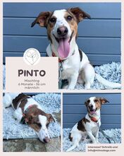 PINTO, Hund, Mischlingshund in Meerbusch