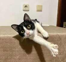 DUSHKO, Katze, Europäisch Kurzhaar in Langenhagen