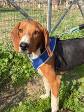 BOEF, Hund, Mischlingshund in Griechenland