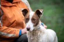SANTIAGO, Hund, Jack Russell Terrier-Mix in Ungarn