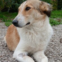 SOFIA, Hund, Collie-Mix in Griechenland