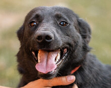 CHUNA, Hund, Mischlingshund in Kroatien