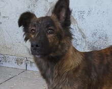 JULE, Hund, Mischlingshund in Kroatien