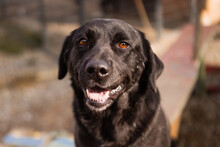 ARCHIE, Hund, Labrador Retriever in Spiesen-Elversberg