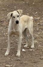 ARYA, Hund, Mischlingshund in Spanien