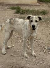 CAROLA, Hund, Mischlingshund in Spanien