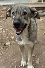 ANNETTE, Hund, Herdenschutzhund-Mix in Spanien