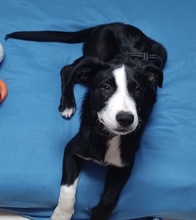 WILMA, Hund, Mischlingshund in Ahrensburg