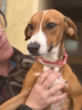 OPHELIA, Hund, Podenco-Mix in Spanien