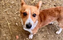 CODY, Hund, Corgi-Mix in Ungarn