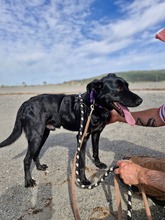 VIRGIL, Hund, Podenco in Spanien