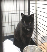 LAVA, Katze, Europäisch Kurzhaar in Oberhausen