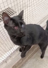 MARZIA, Katze, Europäisch Kurzhaar in Oberhausen