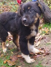 TRUFI, Hund, Mischlingshund in Bad Gandersheim