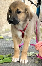 FRIEDERIKE, Hund, Mischlingshund in Moormerland