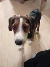 EMILIA, Hund, Mischlingshund in Hohenhameln