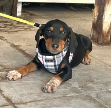 ELARA, Hund, Mischlingshund in Potsdam