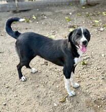 EZRA, Hund, Mischlingshund in Boppard