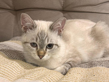 BETA, Katze, Siam-Mix in Kempen