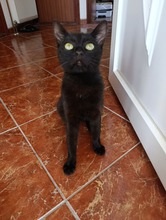 NEGRA, Katze, Europäisch Kurzhaar in Hildesheim