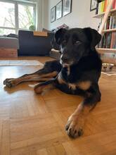 IKARUS, Hund, Mischlingshund in Memmingen