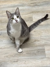 ASTI, Katze, Hauskatze in Zypern