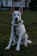 SUSHI, Hund, Mischlingshund in Berlin