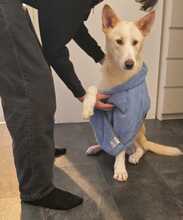 MANGO, Hund, Mischlingshund in Berlin