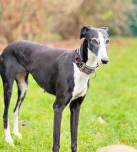 CRISIS, Hund, Galgo Español in Henstedt-Ulzburg