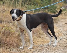 ODIE, Hund, Mischlingshund in Griechenland