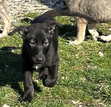 NALA, Hund, Mischlingshund in Rumänien