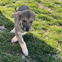 VICKY, Hund, Mischlingshund in Rumänien