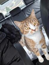 PRINCESS, Katze, Europäisch Kurzhaar in Pulheim